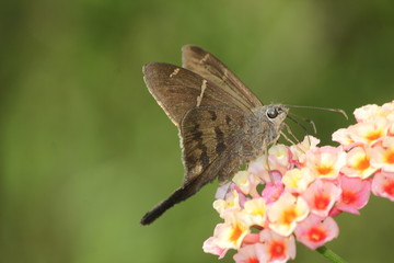 butterfly and lantana flowers