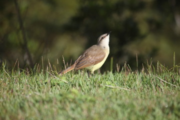 bird on green grass