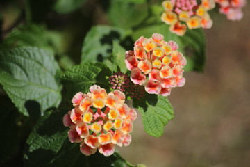 beautiful lantana flowers