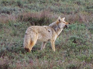 Wolf
