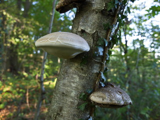 Zunderschwamm an Birke