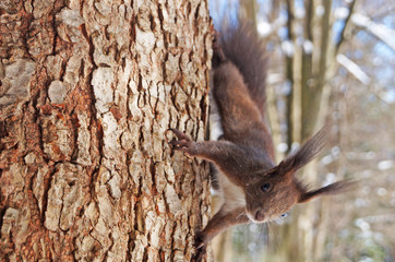 Fototapeta na wymiar Squirrel with fluffy black fur eating nuts on hemp on a sunny spring day