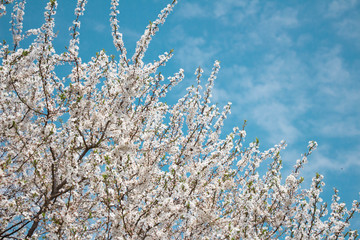 Wiosna, kwitnąca wiśnia, wiosenne gałązki, kwiaty na drzewie
