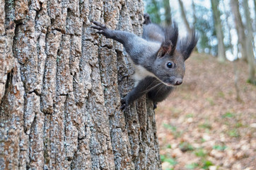Squirrel with fluffy black fur eating nuts on hemp on a sunny spring day
