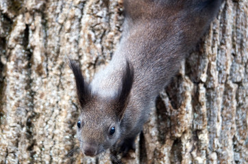 Squirrel with fluffy black fur eating nuts on hemp on a sunny spring day