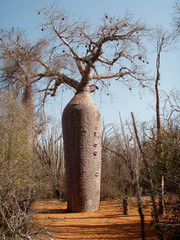 Baobab Tree
