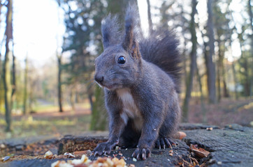 Squirrel with fluffy black fur eating nuts on hemp on a sunny spring day