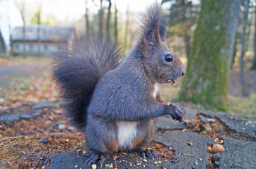 Squirrel with fluffy black fur eating nuts on hemp on a sunny spring day