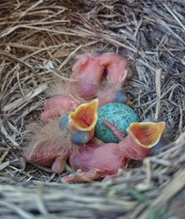 Chicks in the nest