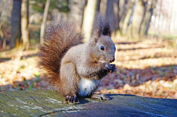 Naklejka na ściany i meble Squirrel with fluffy black fur eating nuts on hemp on a sunny spring day