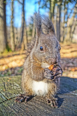 Squirrel with fluffy black fur eating nuts on hemp on a sunny spring day
