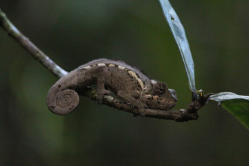 Panther Chameleon