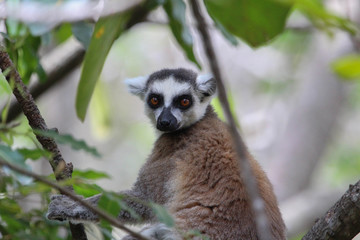 Ring-tailed Lemur