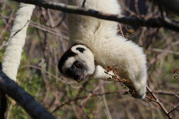 Verraux's Sifaka
