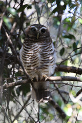 White-browed Owl, Madagascar