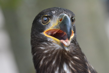 vogel
