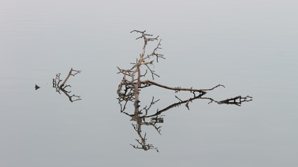 Perfect reflection of branches in a quiet pond with no waves