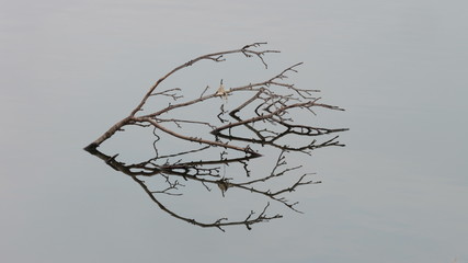 Perfect reflection of branches in a quiet pond with no waves
