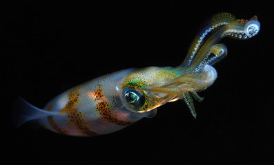 Incredible underwater world - Sepioteuthis lessoniana - Bigfin reef squid.