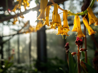 Yellow flower with beautiful background setting.