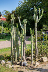 Plants in the botanical garden, major tourist attraction in  Cluj-Napoca.