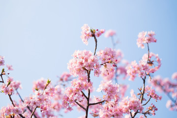 Fototapeta na wymiar Cherry blossoms in full bloom and blue sky.