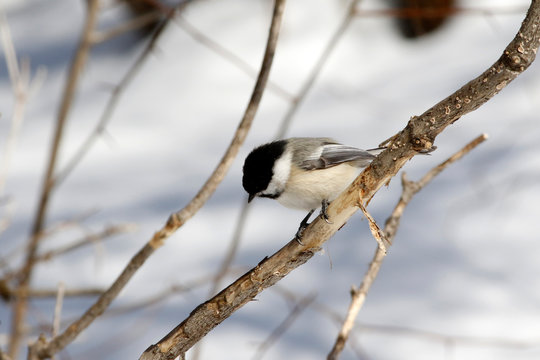 M&eacute;sange &agrave; t&ecirc;te noire