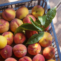ripe juicy peaches in the box in the sunshine