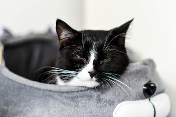 Portrait of a black and white cat at home.