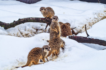 Meerkats on the snow