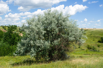 Wild olive or silver berry