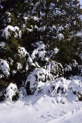 Drzewa w śniegu, słoneczny dzień, zima