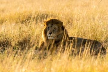 A lone lion relaxing in the high grasses in early morning light inside Masai Mara National reserve during a wildlife safari