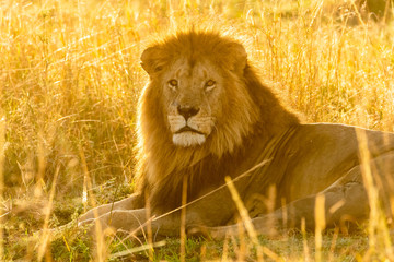 Fototapeta na wymiar A lone lion relaxing in the high grasses in early morning light inside Masai Mara National reserve during a wildlife safari