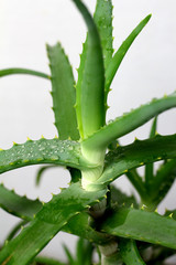 Aloe Vera plant herb leaves close-up with water dew drops