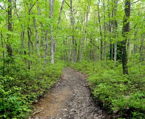 Shady wooded path into the forest surrounded by trees