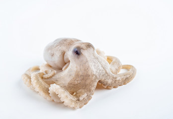 Seafood small octopus on white background © Lili.Q