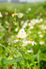 Spring blossom flower cabbage butterfly