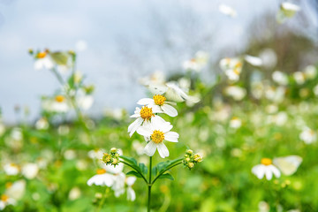 Spring blossom flower cabbage butterfly