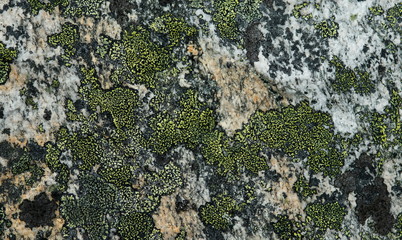 Lichen on Rocks