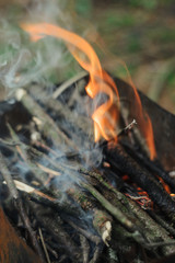fire in forest