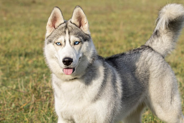 Portrait Thoroughbred dog Huskies in the summer field outdoors