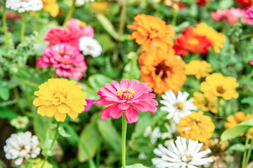 Spring blooming flowers