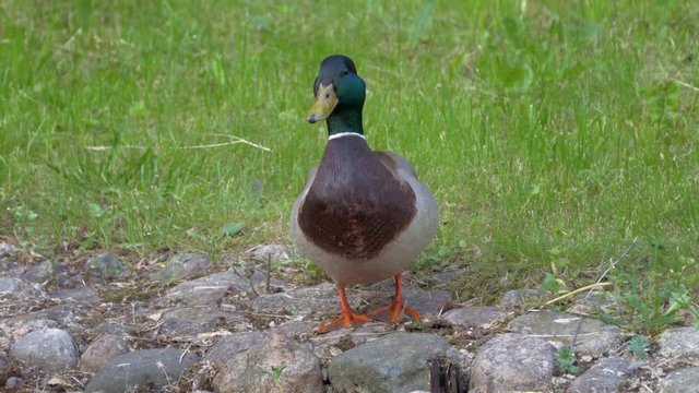 Duck standing on the bank of the stream.