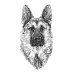 Portrait of German Shepherd Dog.