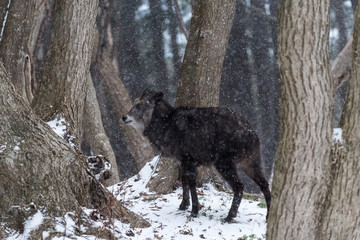 ニホンカモシカ－青森県下北半島－冬