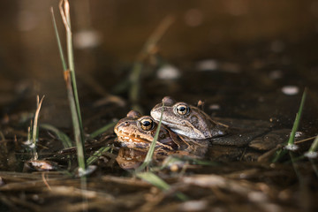 frog