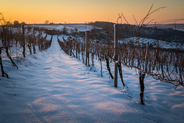 Winter int the vineyard
