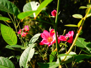 Natural