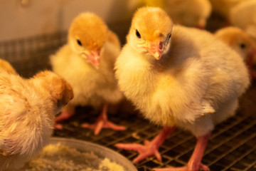 two chickens and chicks
